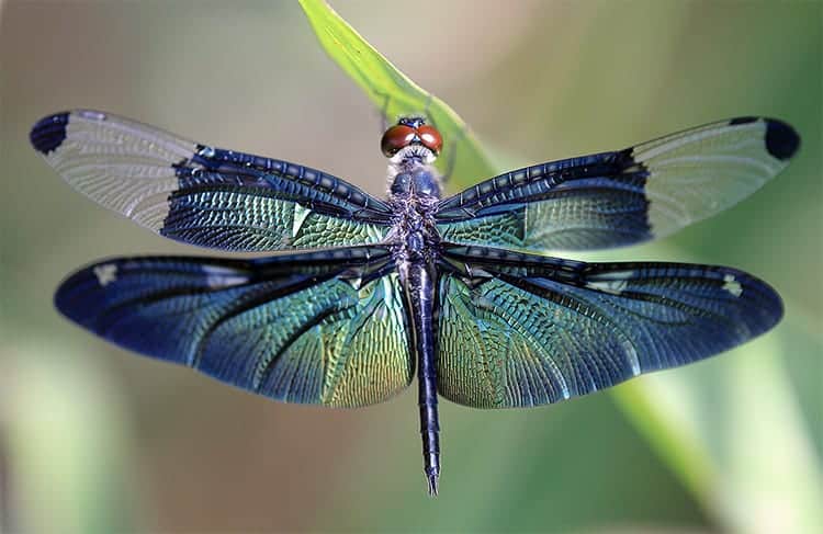 Meaning when a dragonfly crosses your path