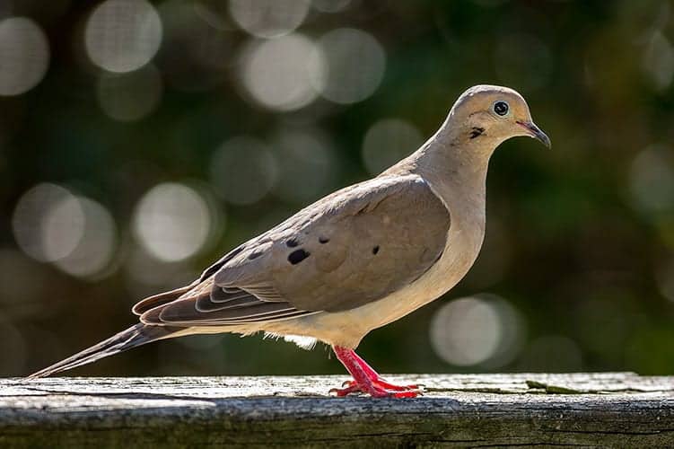 Mourning dove symbolism