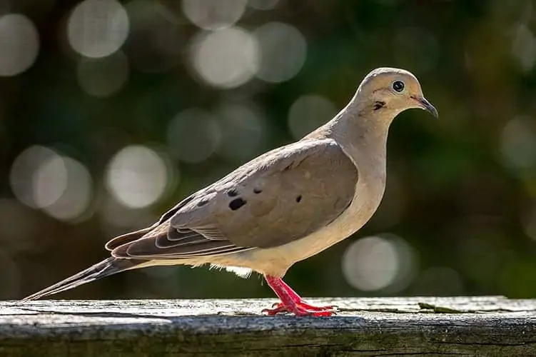 dove meaning purity