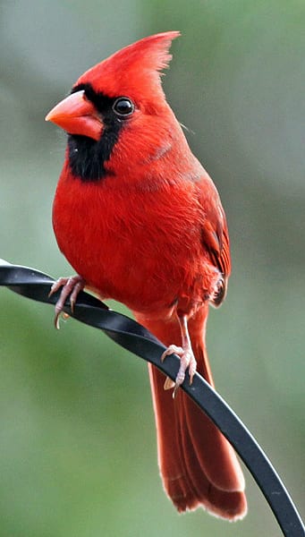 What Do The Word Cardinal Means