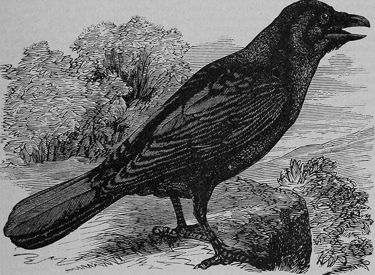 Symbolism of Crows in Christianity