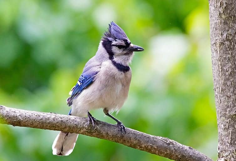 What does the Bible say about blue jay