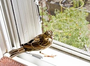 What to do if a bird flies into your house