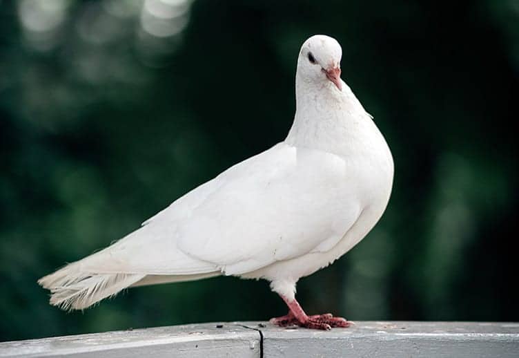 White dove symbolism