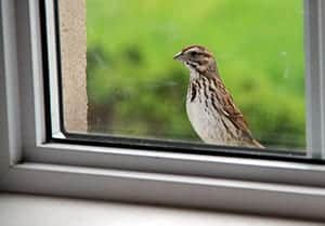 bird is tapping at your window