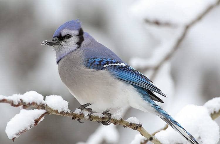 What does it mean when you see a Blue Jay