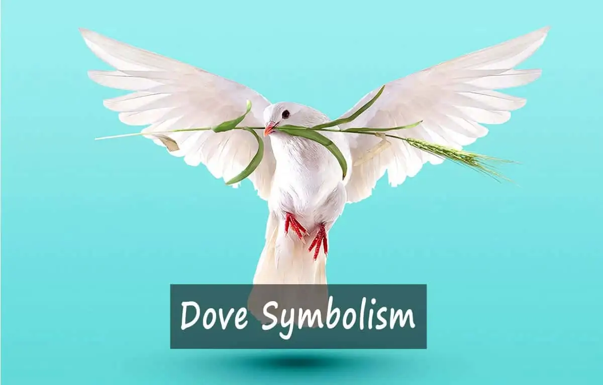 dove symbolism