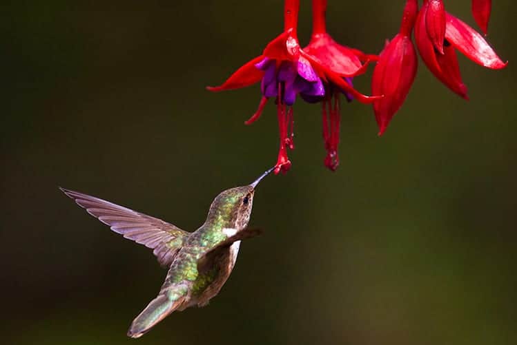 Biblical meaning of a Hummingbird