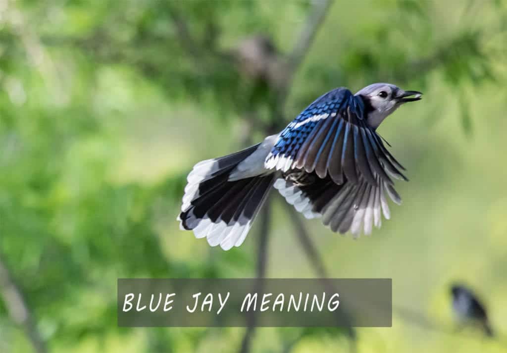 Blue Jay Symbolism and Meaning Your Connection To