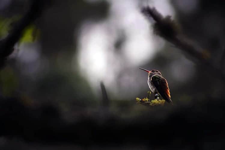 Hummingbird symbolism death