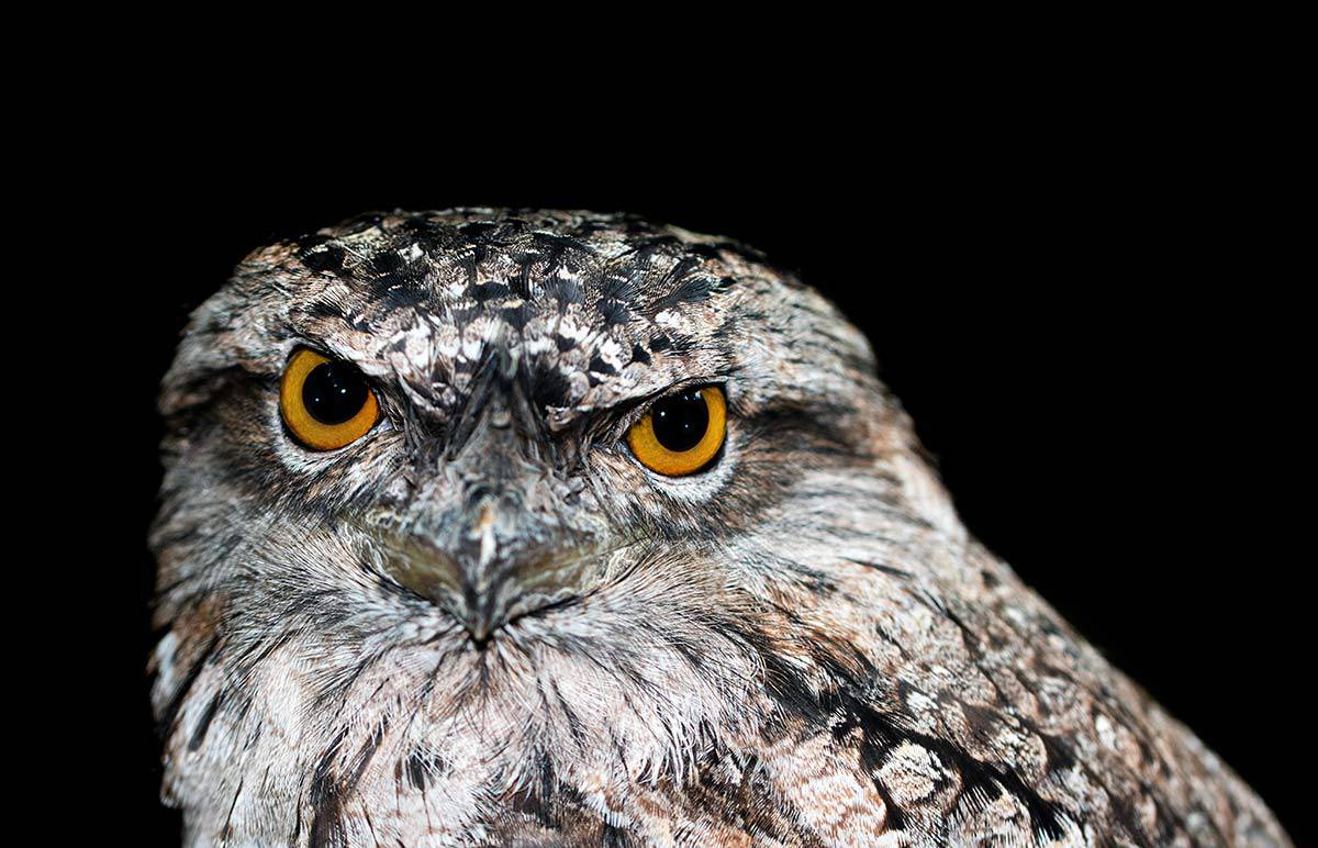 native american owl symbol