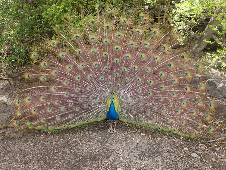 Peacock spiritual meaning