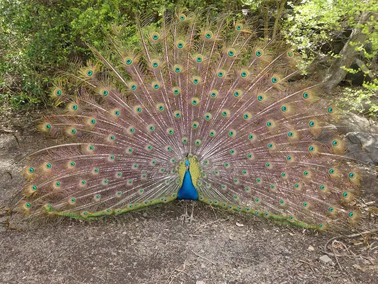 Peacock