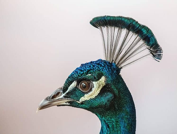 What does a peacock symbolize