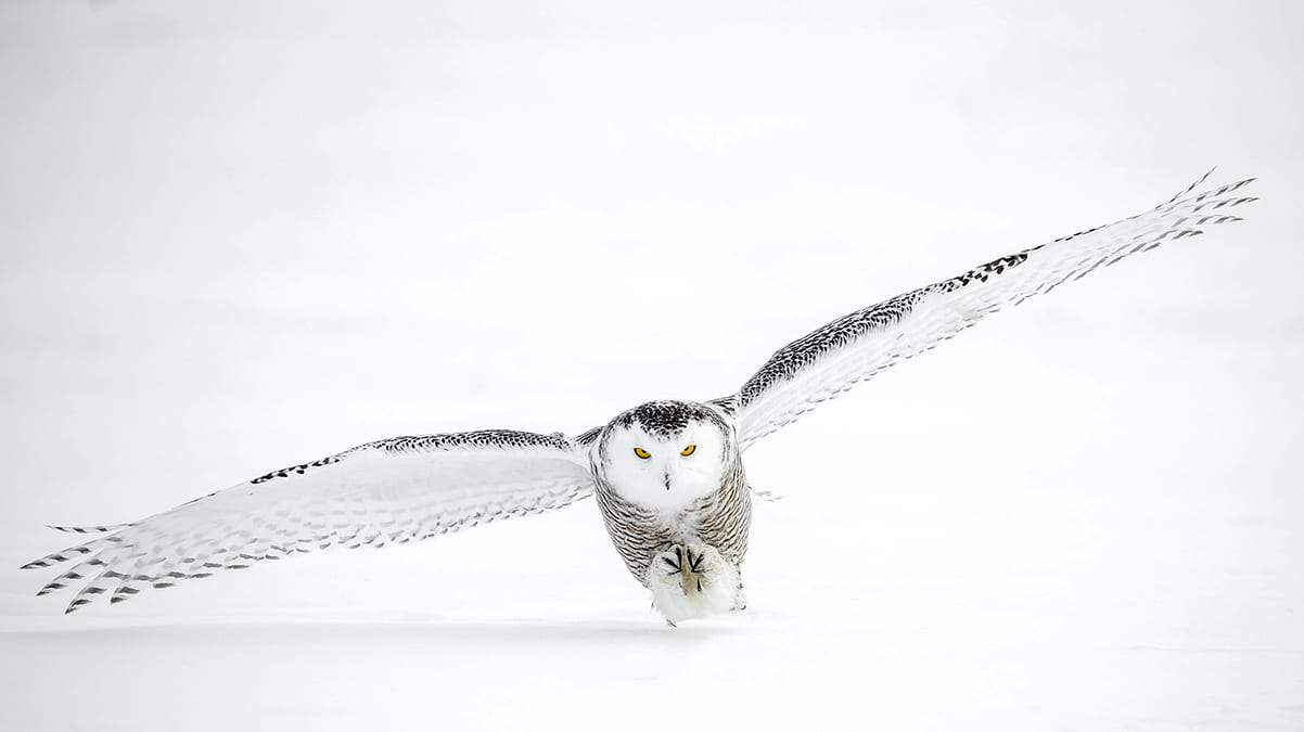 owl-meaning-spiritual-symbolism-a-powerful-spirit-animal