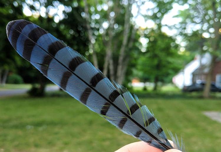 Blue Jay Feather Meaning