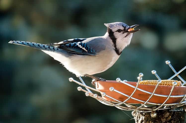 Blue Jay a Sign from Heaven