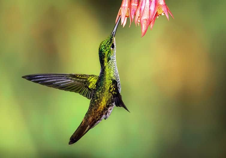 Hummingbird spiritual meaning