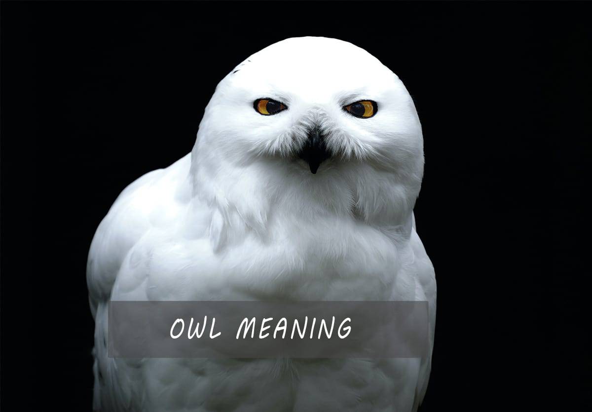 Owl Meaning And Symbolism A Powerful Spirit Animal Full Guide 2021