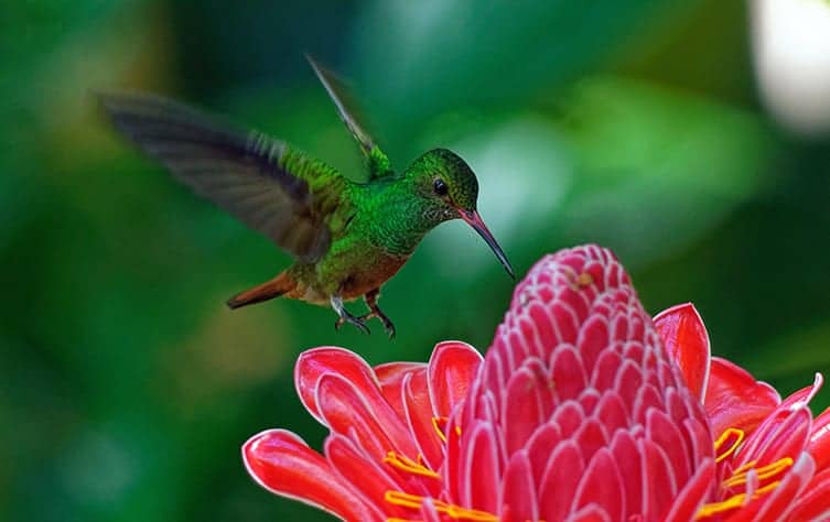 seeing a hummingbird meaning