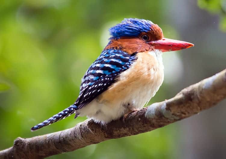 Banded Kingfisher