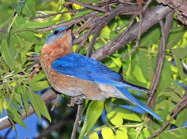 The Bluebird Meaning A Full Guide To Understanding Bluebird Symbolism