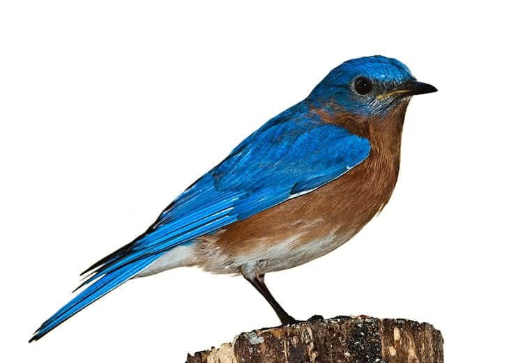 Bluebird Symbolism