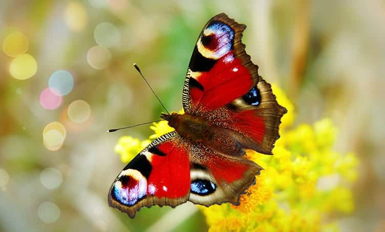 Cultural Symbolism Of Butterflies