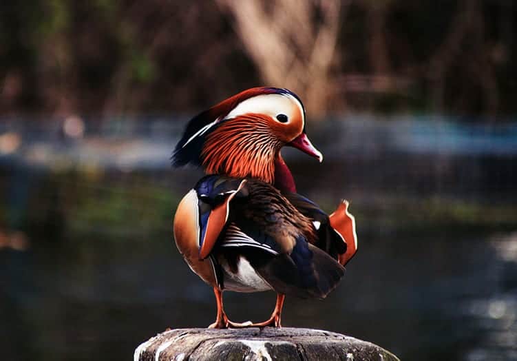 Mandarin Duck