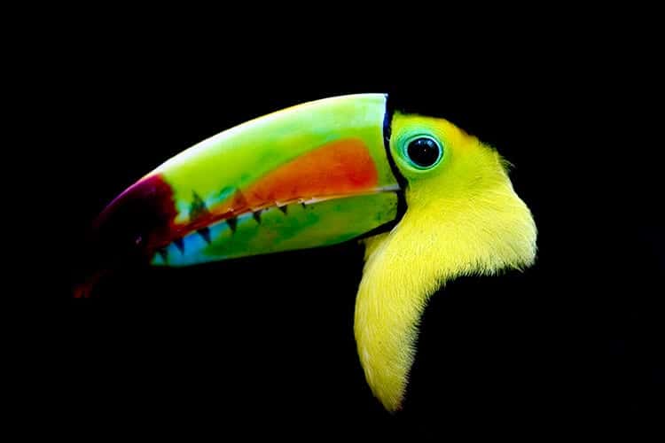 The Keel-Billed Toucan (Ramphastos Sulfuratus)