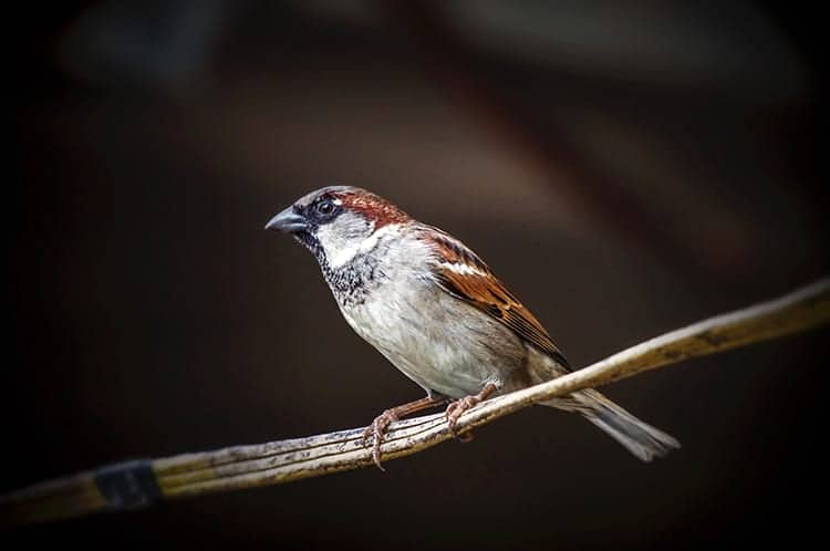 sparrow meaning