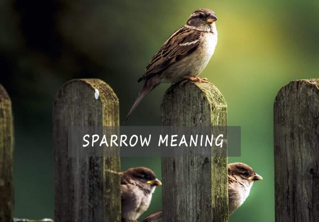 sparrow-meaning-and-symbolism-an-introduction-read-the-full-guide