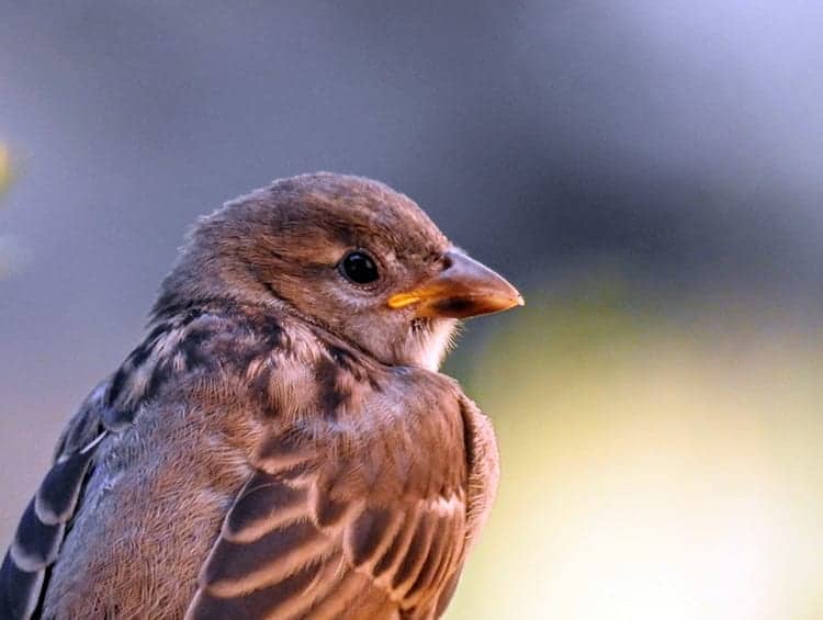 Sparrows and Death: Symbolism