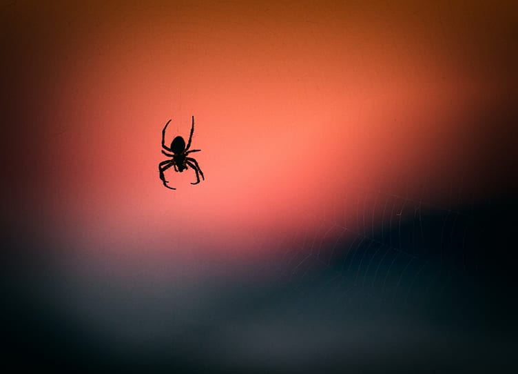 Spider totem Spider Symbolism, Totem, And Spirit Animal: A Guide To Understanding Arachnids