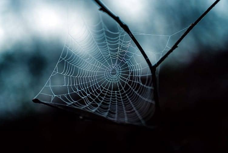 Spider web symbolism Spider Symbolism, Totem, And Spirit Animal: A Guide To Understanding Arachnids