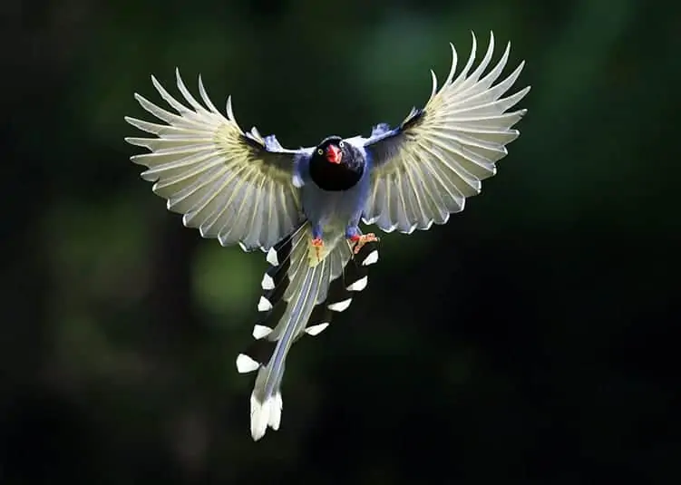 Magpie means good luck