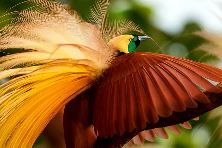 The King Birds of Paradise