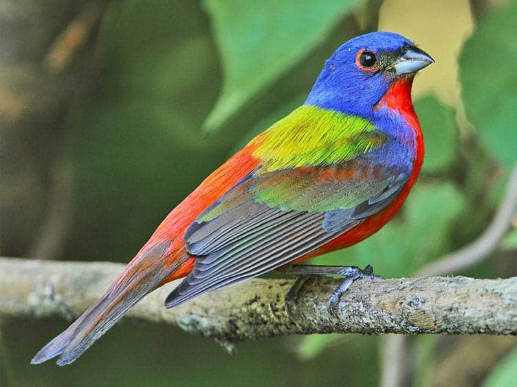 The Painted Bunting