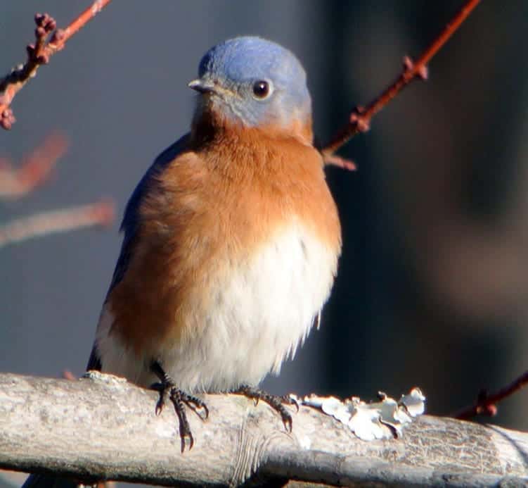 What Does It Mean When You See A Bluebird