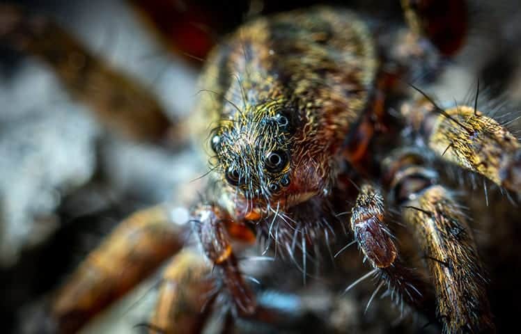 What does the spider symbolize Spider Symbolism, Totem, And Spirit Animal: A Guide To Understanding Arachnids