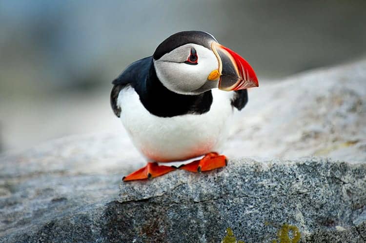 Atlantic Puffin (Fratercula Arctica)