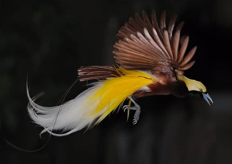 top 10 birds: The Greater Birds of Paradise