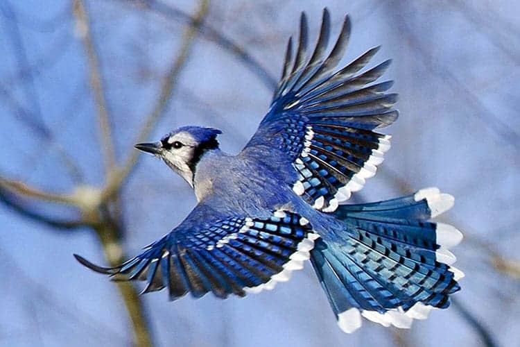 blue Jay beautiful