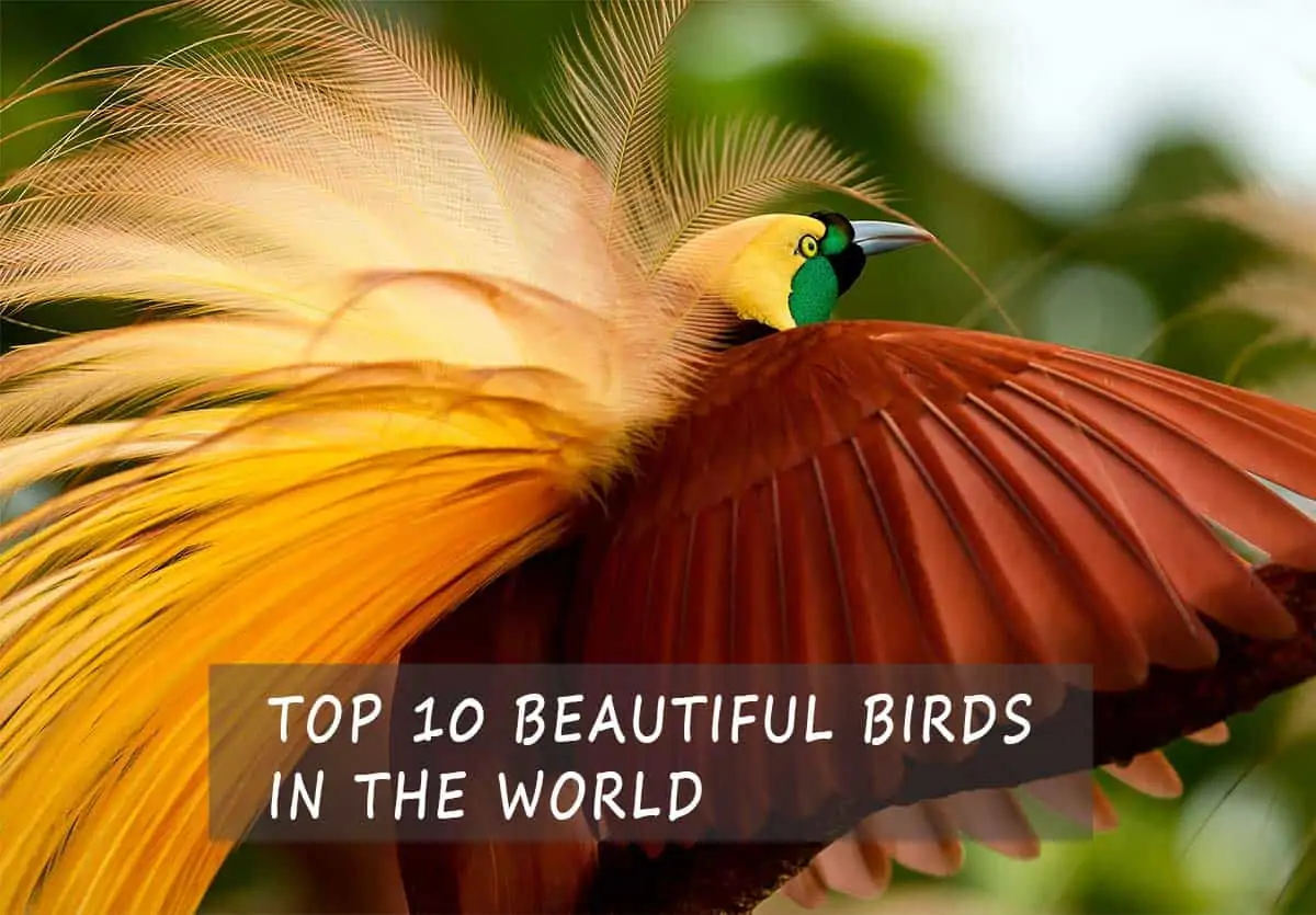 top10 beautiful birds in the world