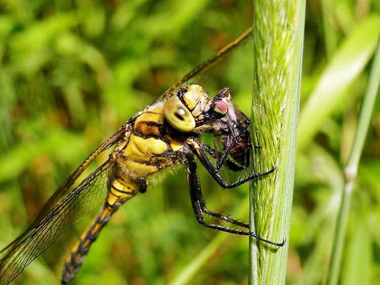 Dragonfly as a symbol of death