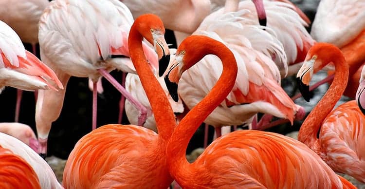 Meaning of flamingos in dreams