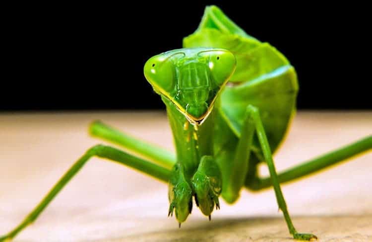 What does it mean to see a praying mantis