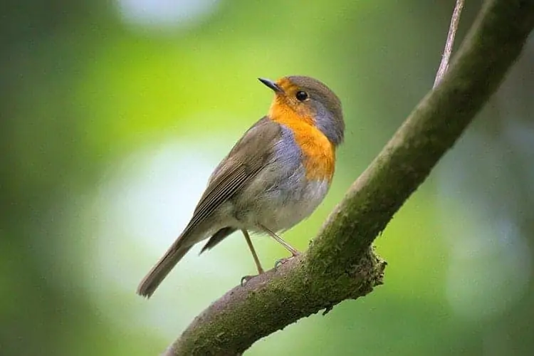 Robin