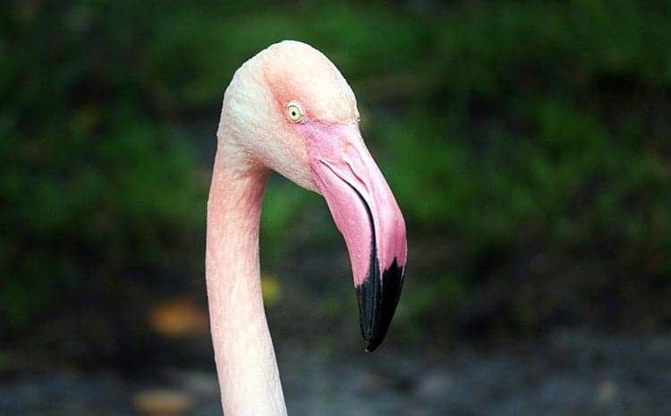 Spiritual meaning of flamingo