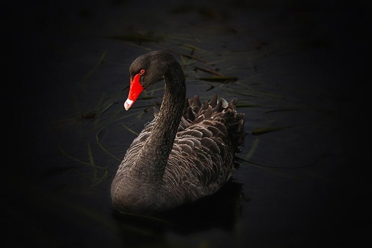 black swan meaning